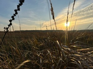 не призначена (с. Микуличи, Бородянский район) - Продається ділянка під забудову, 9000 $ - АФНУ