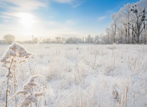 вул.Соборності, 35 (пгт. Немишаево, Бородянский район) - Продається ділянка під забудову, 10000 $ - АФНУ