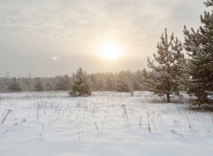 не призначена (с. Дмитровка, Киево-Святошинский район) - Продається сільськогосподарська ділянка, 11000 $ - АФНУ