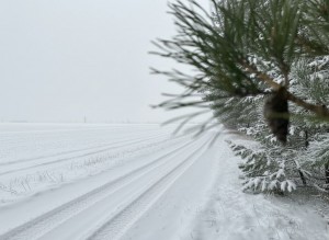 не призначена (с. Михайловка-Рубежовка, Киево-Святошинский район) - Продається сільськогосподарська ділянка, 105000 $ - АФНУ