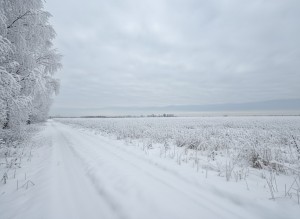 не призначена (с. Михайловка-Рубежовка, Киево-Святошинский район) - Продається сільськогосподарська ділянка, 16000 $ - АФНУ