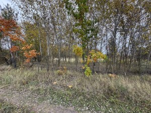 не призначена (с. Михайловка-Рубежовка, Киево-Святошинский район) - Продається сільськогосподарська ділянка, 7000 $ - АФНУ