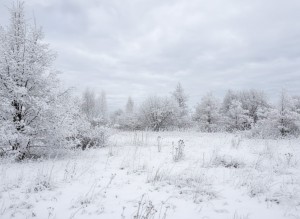 не визначена (с. Михайловка-Рубежовка, Киево-Святошинский район) - Продається сільськогосподарська ділянка, 67000 $ - АФНУ
