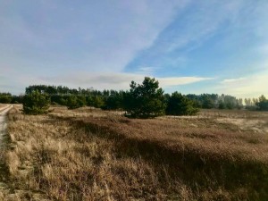 Дмитрівська сільська рада (с. Дмитровка, Киево-Святошинский район) - Продається сільськогосподарська ділянка, 13000 $ - АФНУ