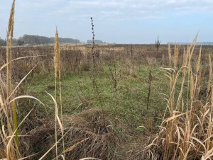 вул.Героїв Вітчизни, 14 (с. Михайловка-Рубежовка, Киево-Святошинский район) - Продається ділянка під забудову, 12000 $ - АФНУ