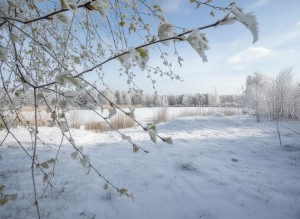 вул.Миру, б/н (с. Тарасовщина, Вышгородский район) - Продається ділянка під забудову, 12500 $ - АФНУ